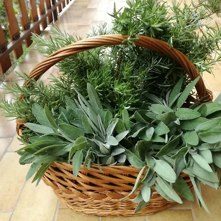 Herbal Homestay Homestay *